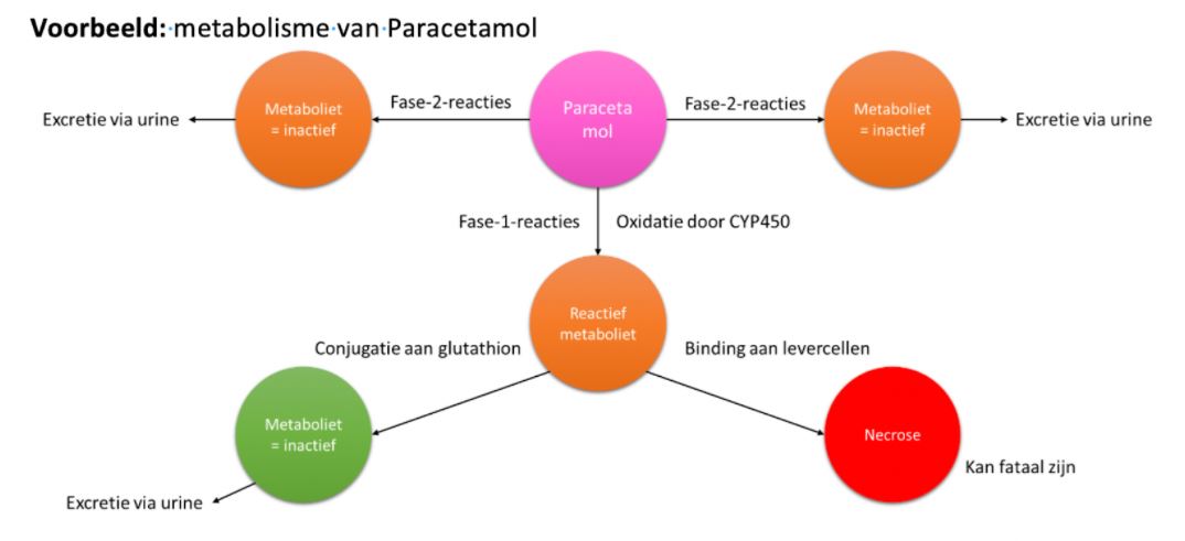 metabolisme van paracetamol.JPG